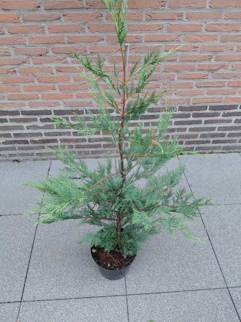 Cupressus Leylandii in verschillende maten, Tuin en Terras, Ophalen, Haag