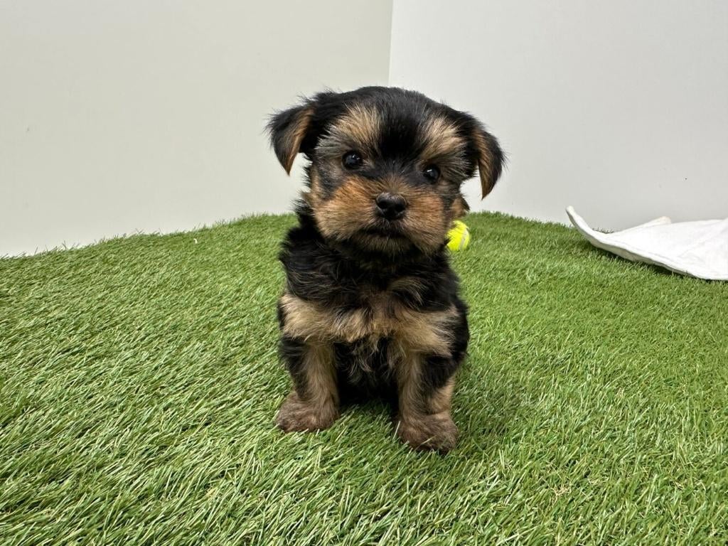 Nestje Yorkshire Terrier pups, Dieren en Toebehoren, België, Reu, 8 tot 15 weken, Eén hond