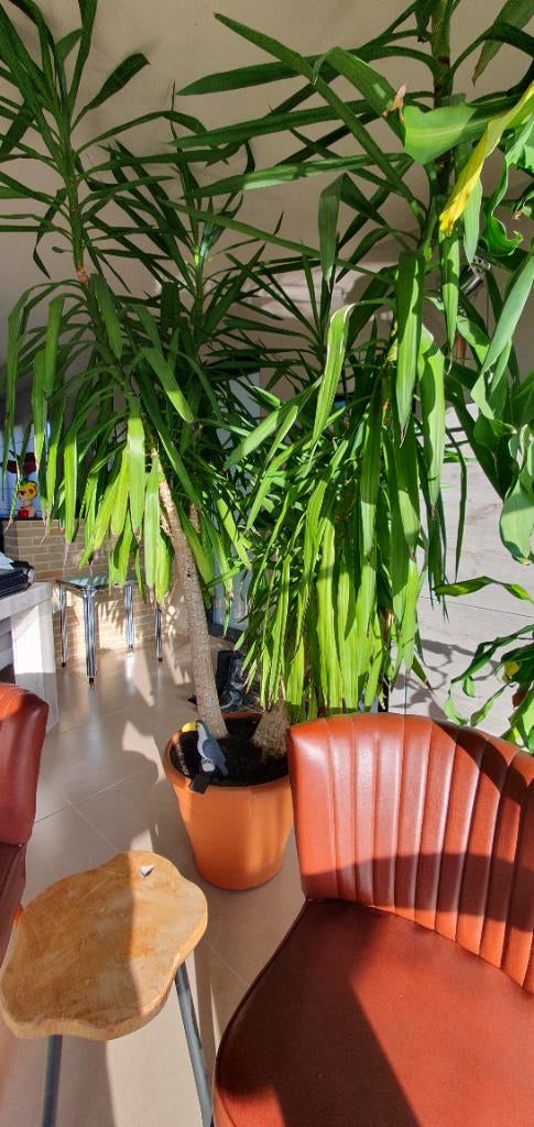 Yucca, palmlelie, Ophalen, Vaste plant, Overige soorten