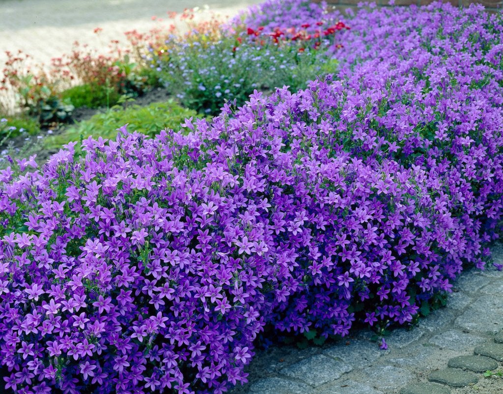 Campanula portenschlagiana of Klokjesbloem, Tuin en Terras, Ophalen, Bodembedekkers, Volle zon, Vaste plant