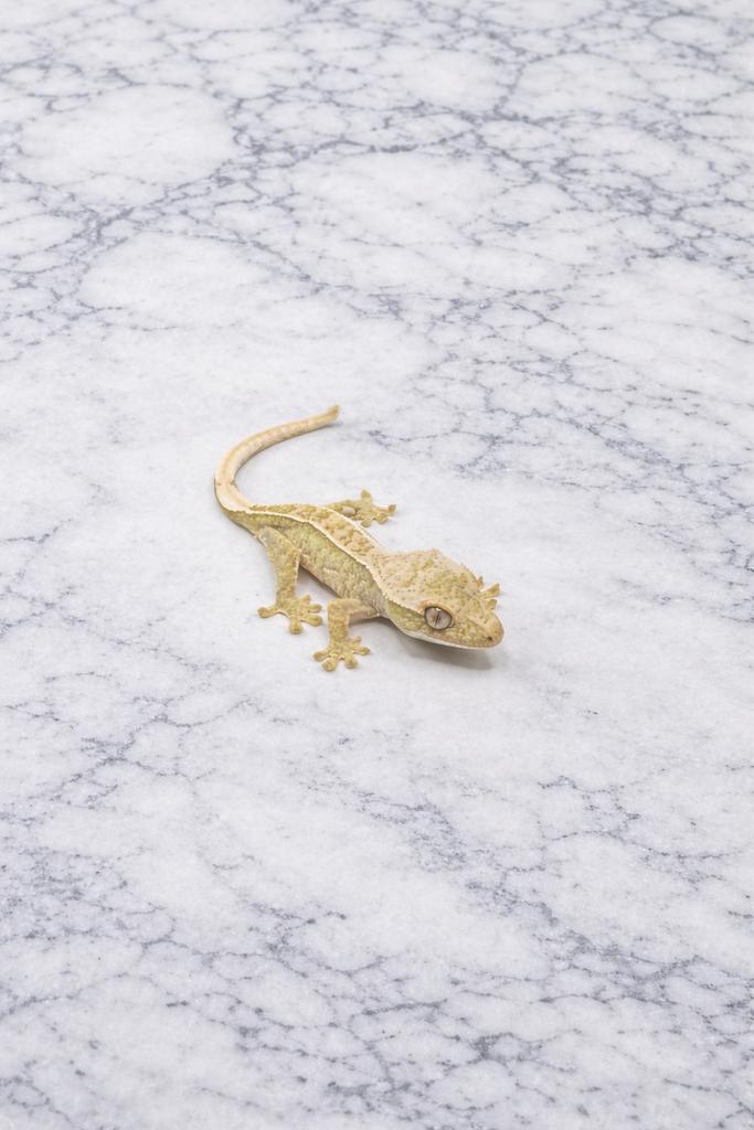 Wimpergekko kuifgekko, Ophalen, Zo goed als nieuw