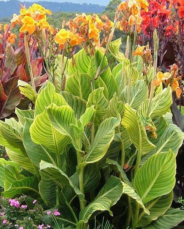 Canna Tropicanna Gold voor vijver,beekloop, moeras of tuin, Tuin en Terras, Ophalen