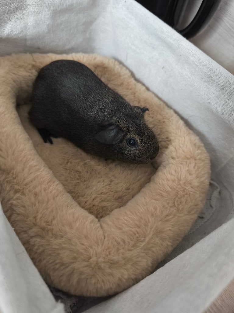 Cavia, Dieren en Toebehoren, Cavia, Mannelijk, Tam, September