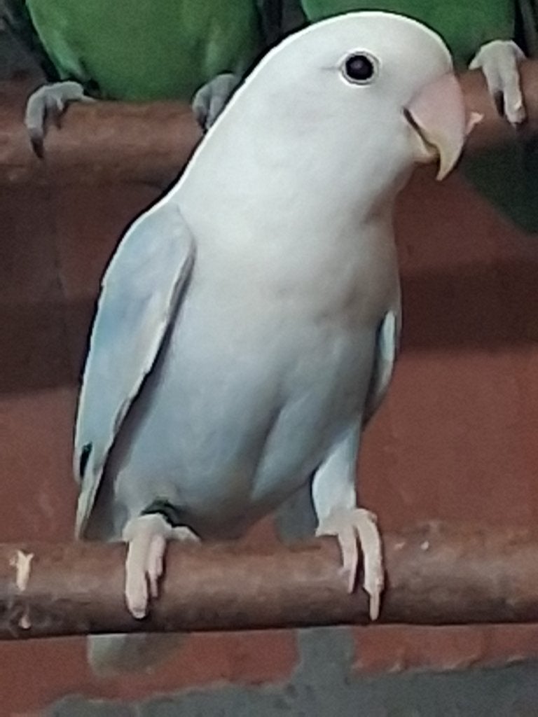 Roseicolli , agaporniden, Dieren en Toebehoren, Meerdere dieren, Dwergpapegaai of Agapornis