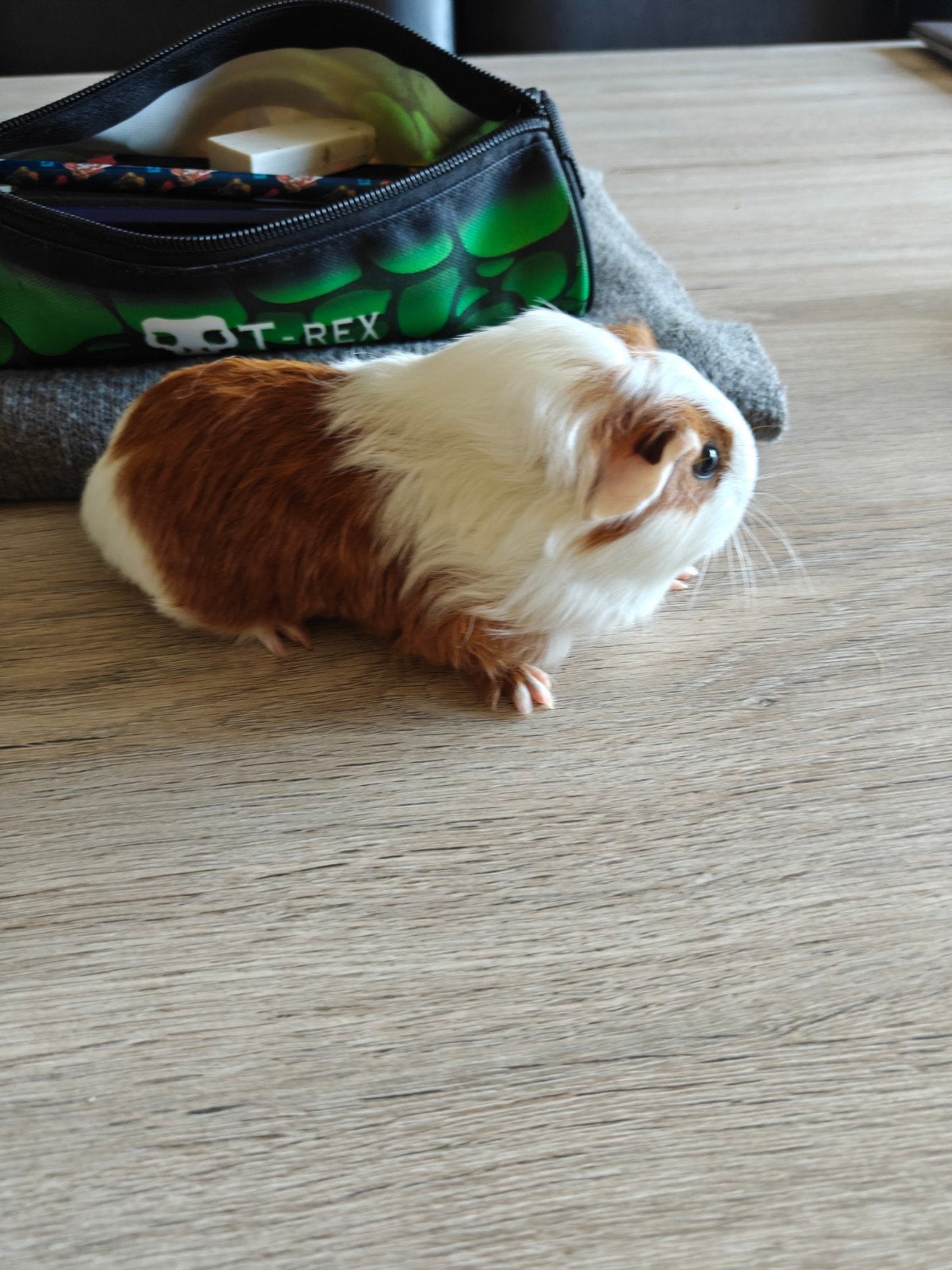 Mooi zeugje geboren 4/10, Dieren en Toebehoren, Oktober, Vrouwelijk, Cavia