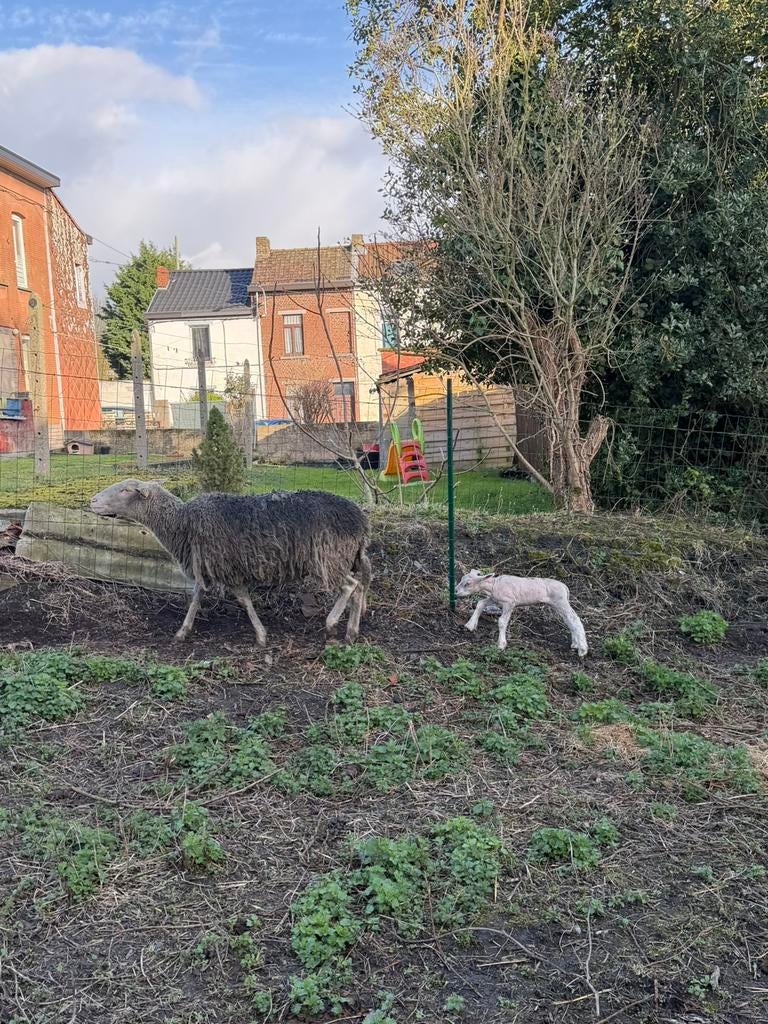 brebis laitiere + son agnelle