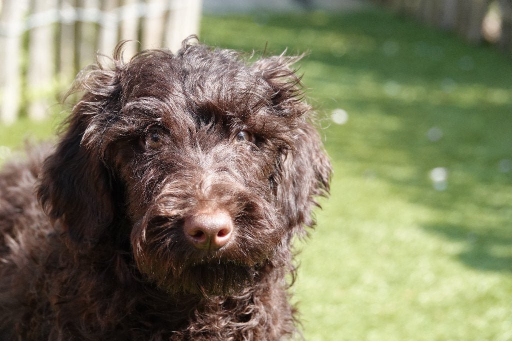 Chiots Labradoodle choco petite/moyenne taille, Animaux & Accessoires, Chiens | Retrievers, Épagneuls & Chiens d'eau, Plusieurs animaux