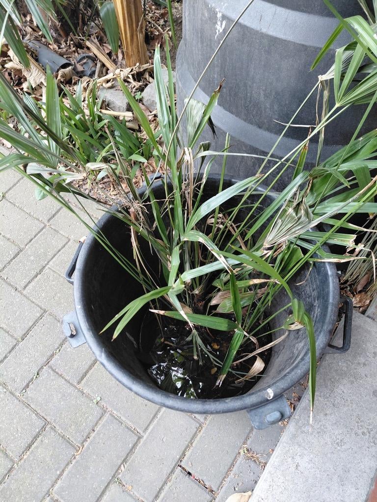 Trachycarpus Fortunei palmboompjes, Ophalen