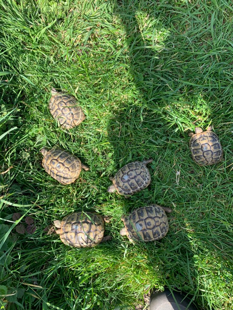 Griekse landschildpad of Testudo Hermanni Boetgerie, Dieren en Toebehoren, Schildpad, Tam, 3 tot 6 jaar