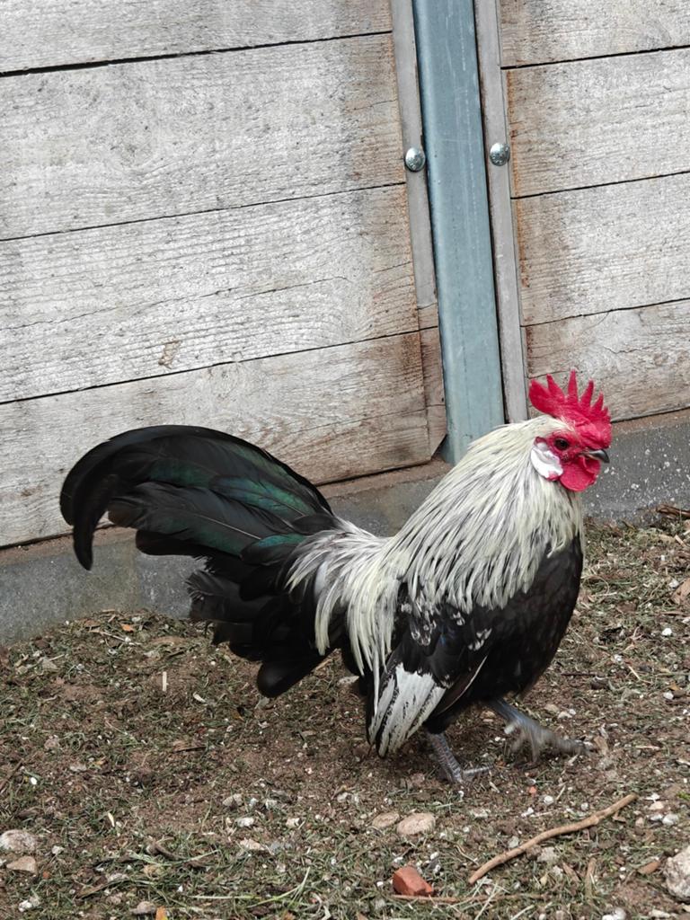 Hollandse Krielhaan Zilver, Dieren en Toebehoren, Pluimvee