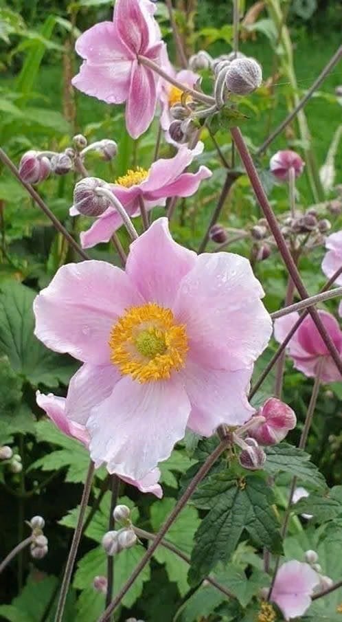 Roze herfstanemoon, bloei volg jaar 2,5 euro /pot, Tuin en Terras, Vaste plant, Halfschaduw, Zomer, Ophalen
