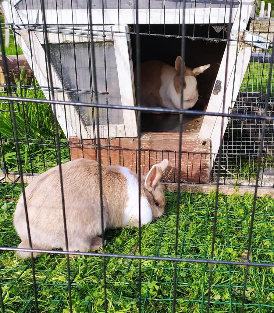 2 dwergkonijntjes, samen te koop, Dieren en Toebehoren, Konijnen