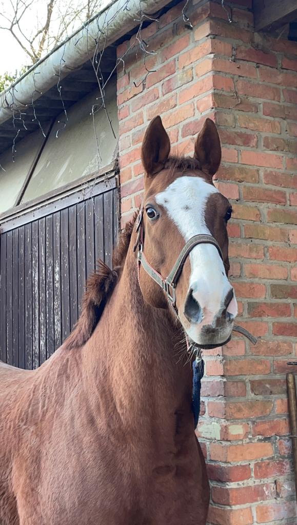 Lieve Volbloed, Dieren en Toebehoren, Paarden, Met stamboom, Ruin, Zadelmak, 160 tot 165 cm
