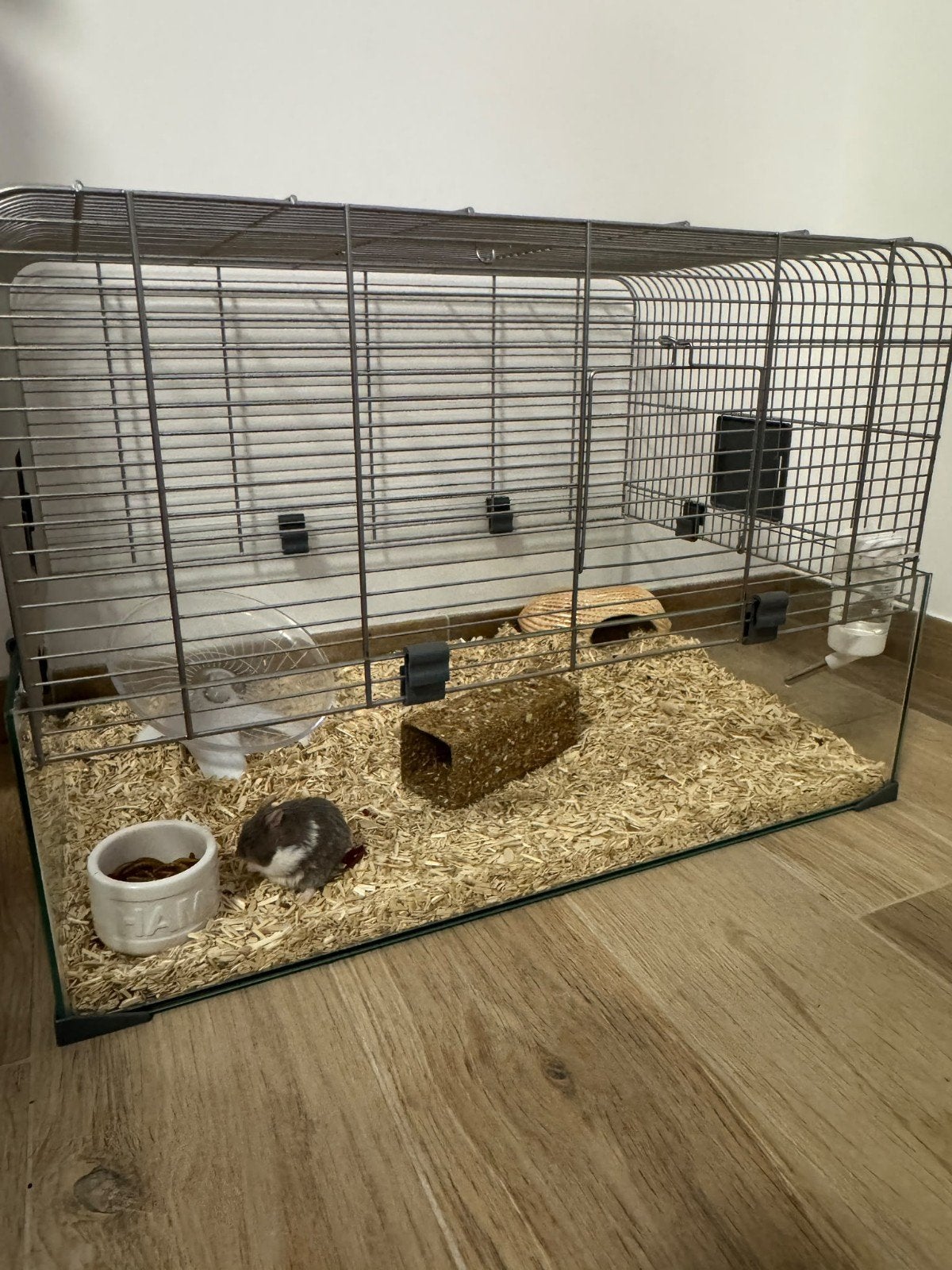Hamster avec koï, Animaux & Accessoires, Enlèvement, Hamster