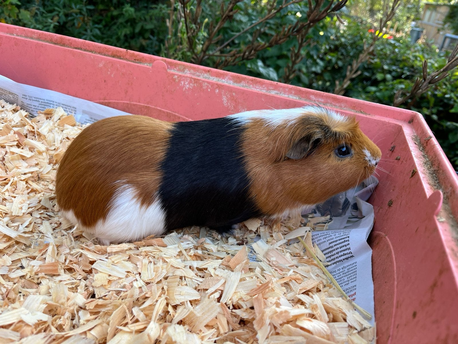 Volwassen mannetjes cavia 1 j, Cavia, Mannelijk, December, Tam