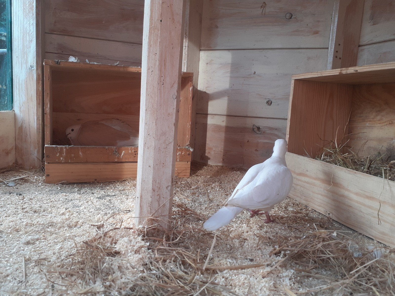 pauwstaarten, lachduifjes en tortelduifjes, Dieren en Toebehoren