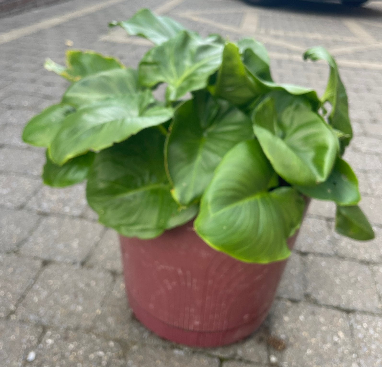 Mooie, volle Aronskelk (Alocasia) in 30 cm pot met opvangbak, Ophalen, Zomer, Vaste plant