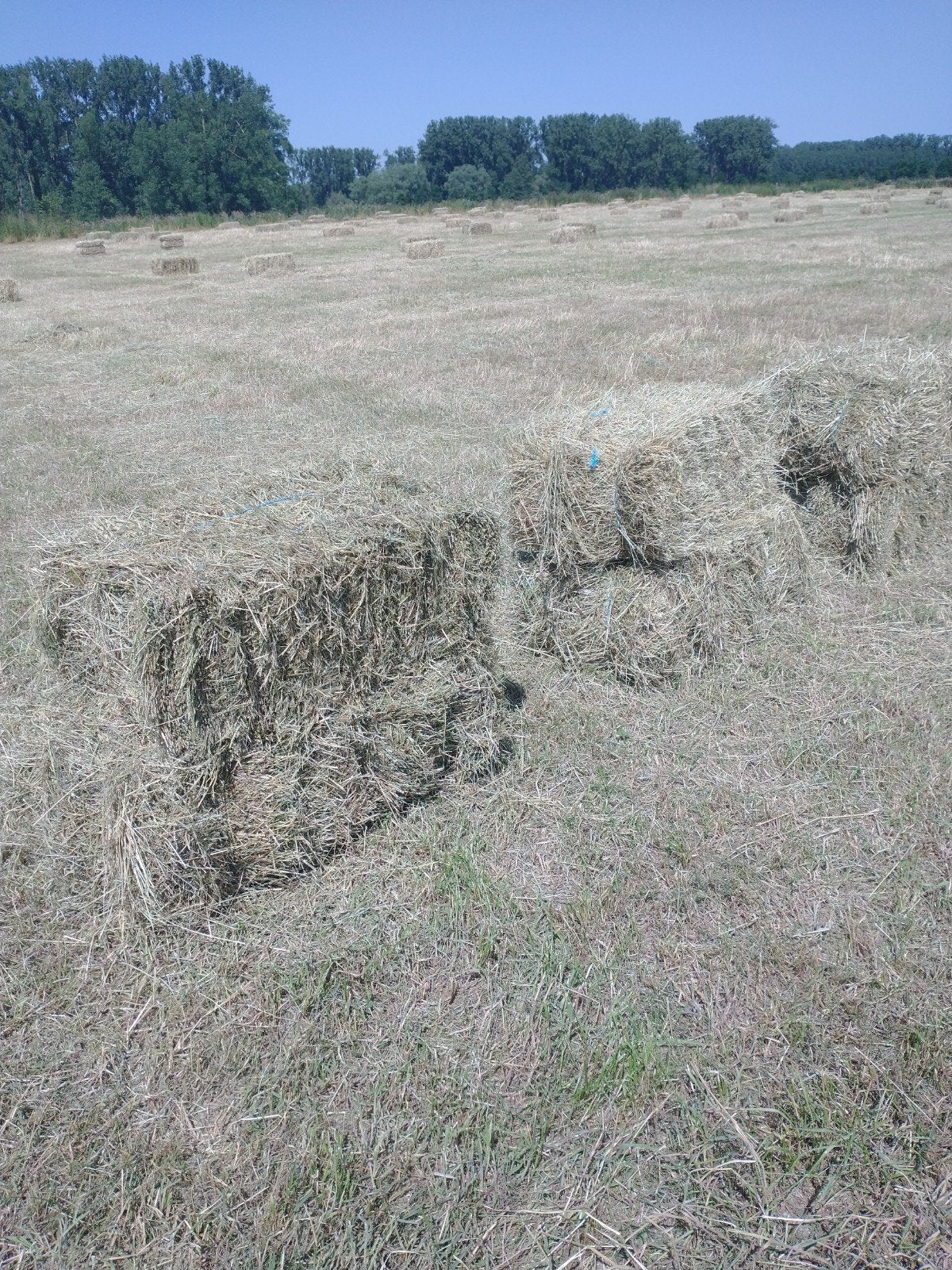 Te koop kleine botten hooi 3,5€ stuk afhalen regio Haaltert, Enlèvement