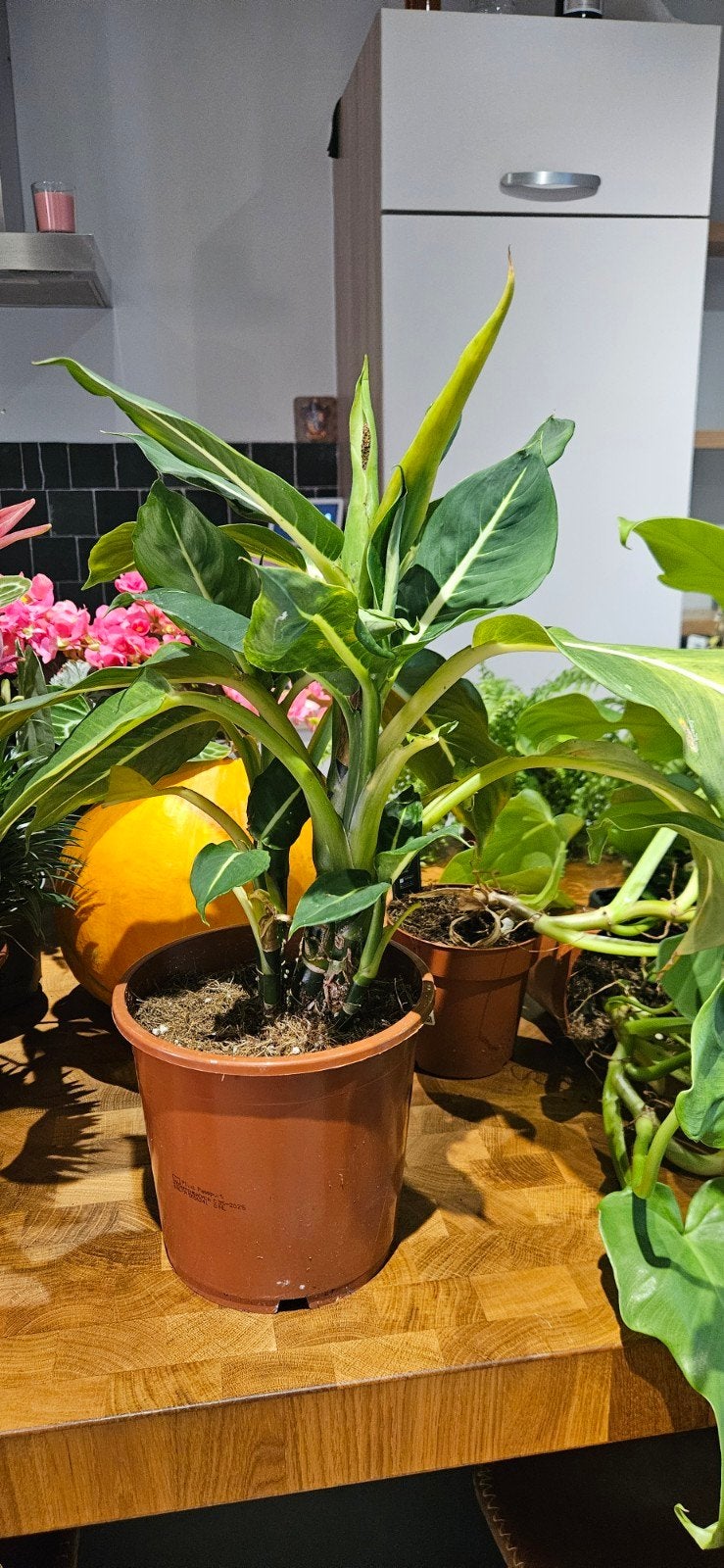Dieffenbachia 'Green Magic', Tuin en Terras, Planten | Tuinplanten, Ophalen, Vaste plant