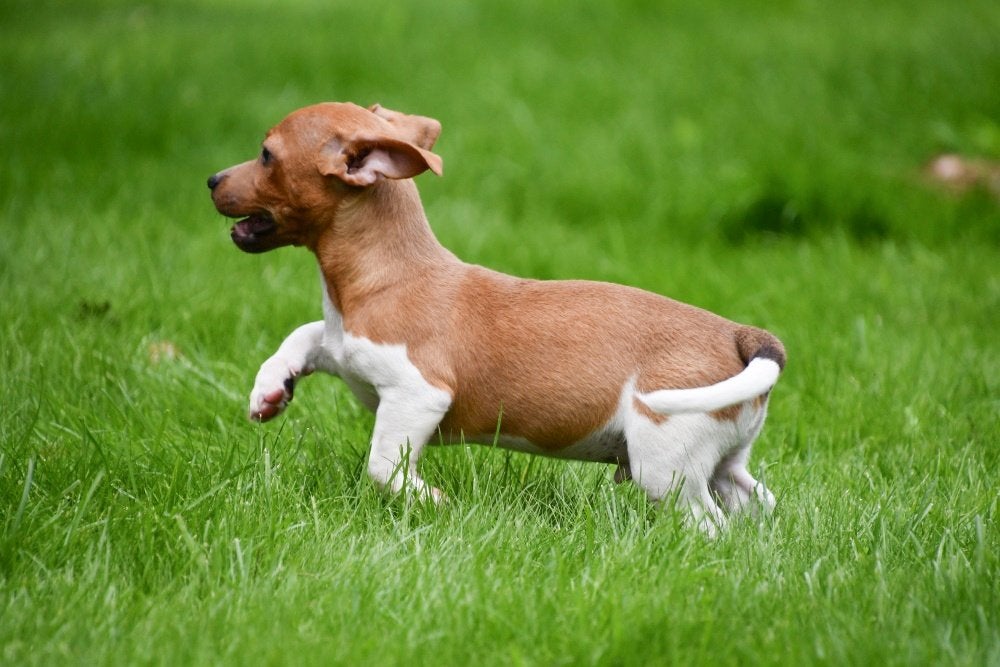 Chiots Jack Russell à vendre, 15 semaines à 1 an, Plusieurs animaux, Éleveur | Professionnel, Plusieurs