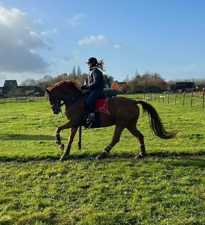 Dressuur merrie 13 jaar fiderbach argentinus, Dieren en Toebehoren, Paarden, Merrie, Met stamboom, M, Dressuurpaard