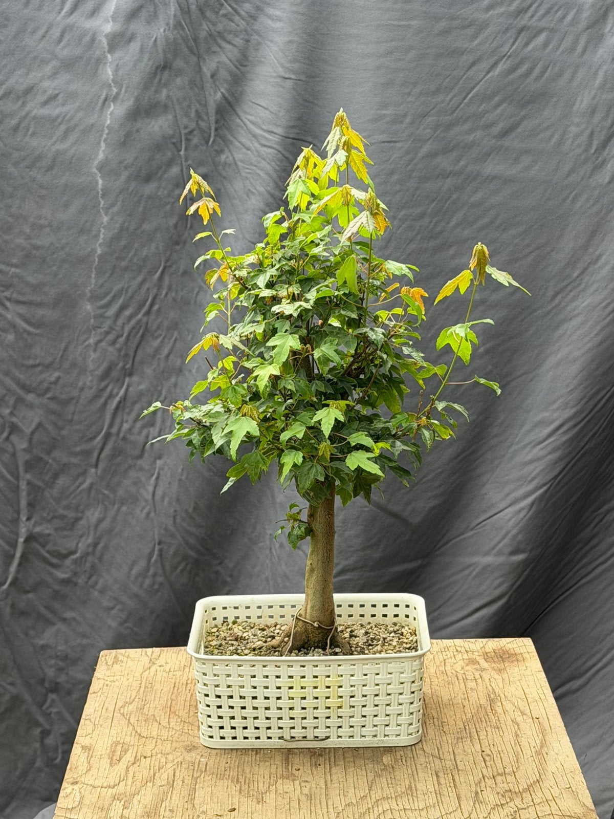 Bonsai starter buergeranium, Tuin en Terras, Planten | Bomen, Ophalen