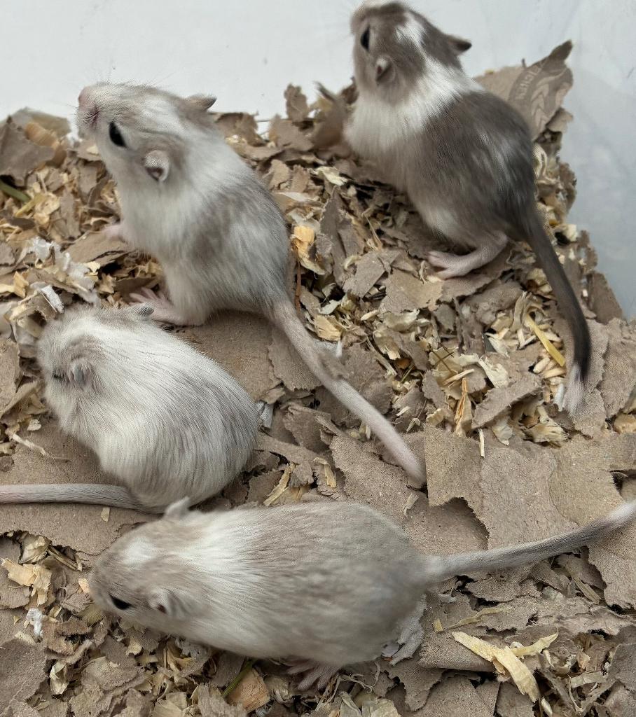 4 jonge gerbils pups, April, Meerdere dieren, Overige typen, Tam