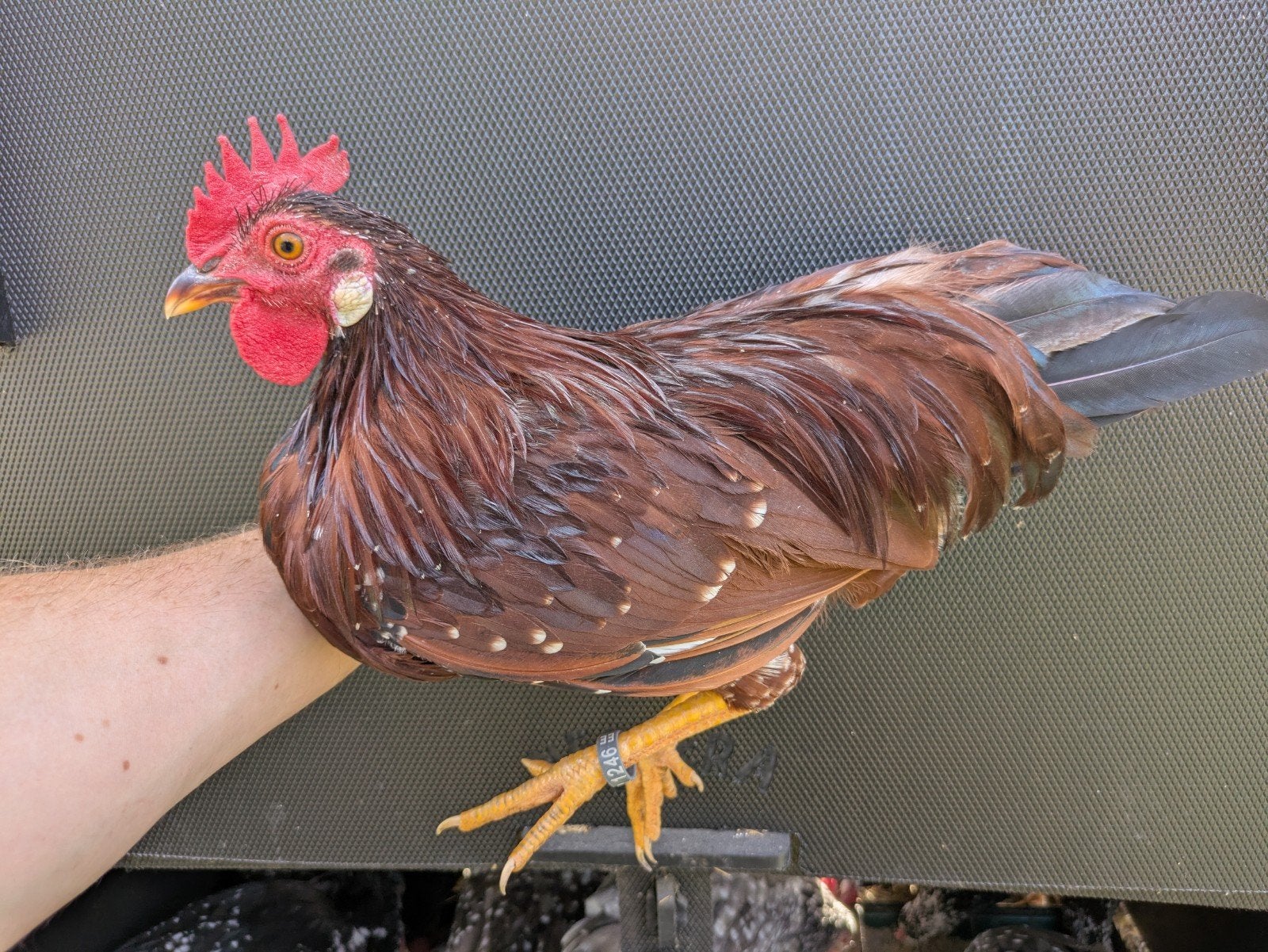 Anconakriel haan rood witgepareld, Dieren en Toebehoren, Pluimvee, Mannelijk, Kip