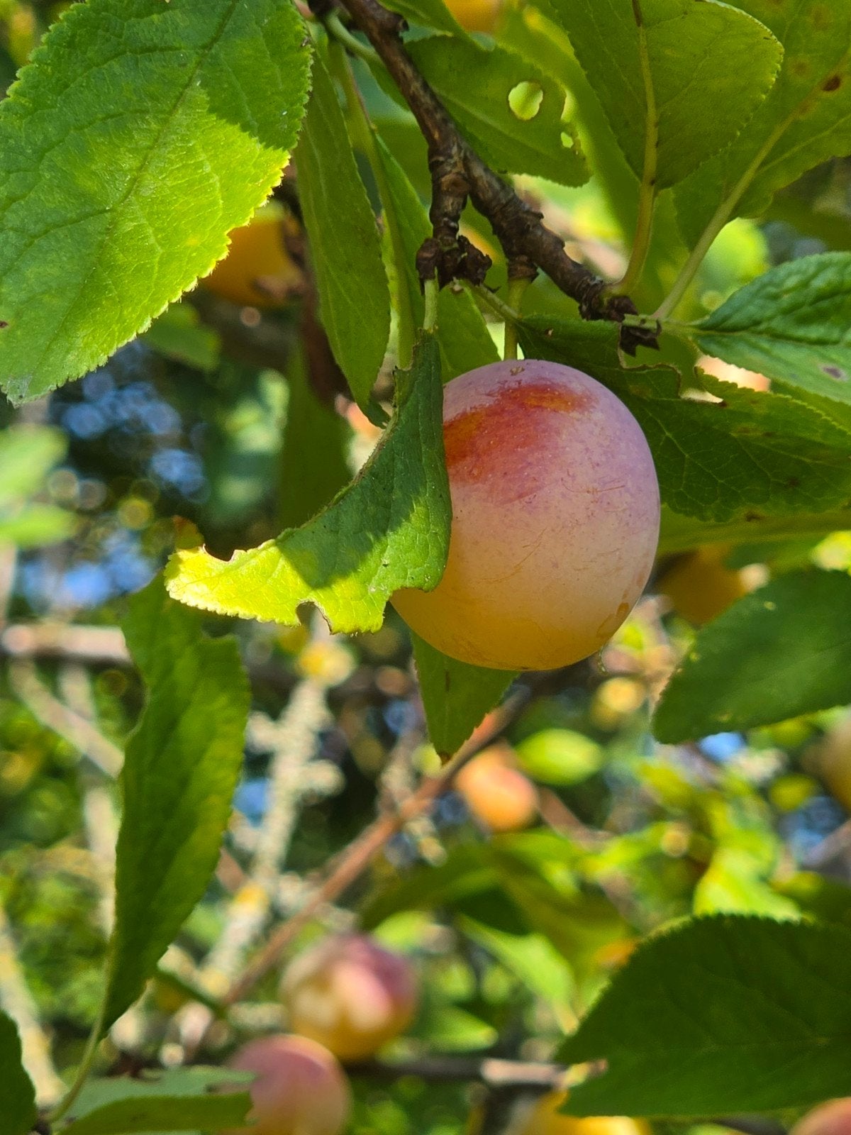 mirabelle de nancy pruimpjes, Tuin en Terras, Ophalen, Zomer