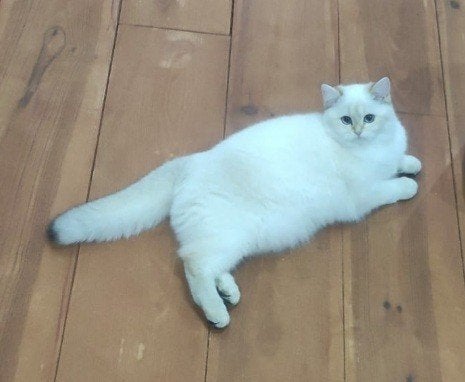 2 britisch long hair kittens, Dieren en Toebehoren, Katten en Kittens | Raskatten | Korthaar, Poes, Met stamboom, 0 tot 2 jaar