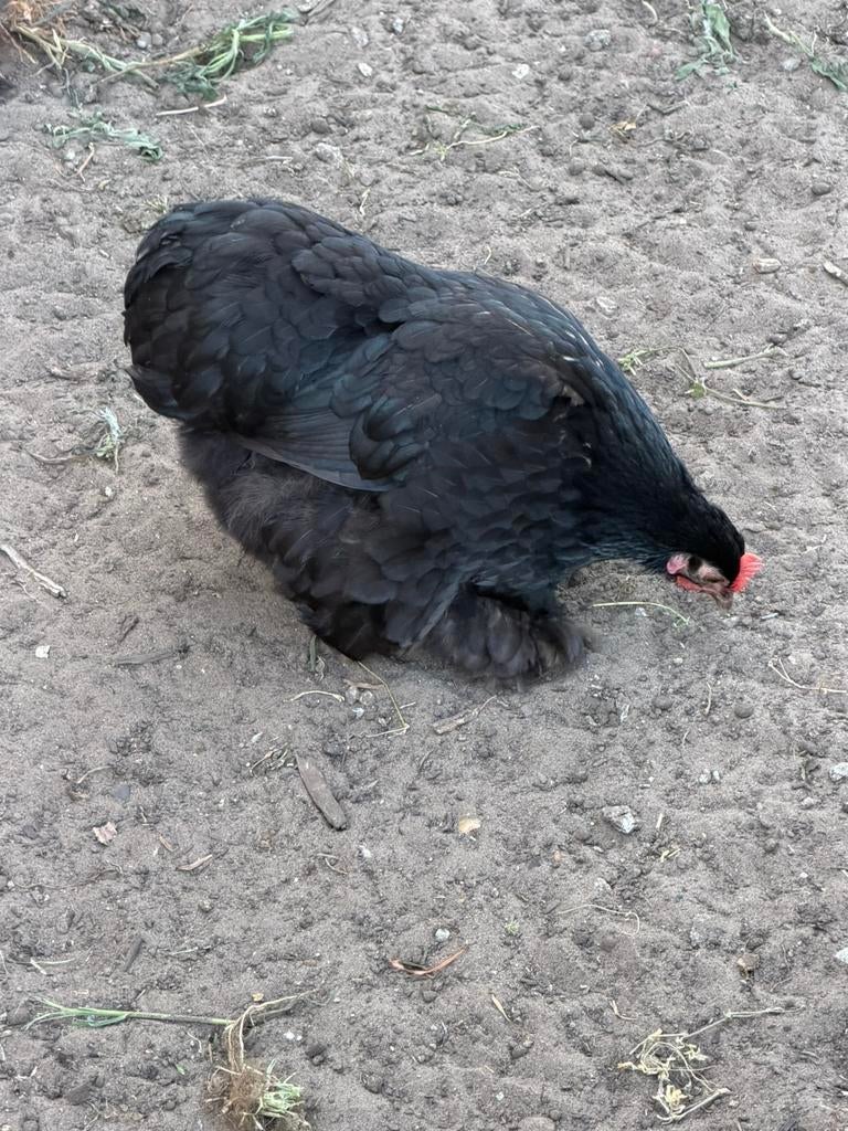 Koppeltje Cochin kriel, Dieren en Toebehoren, Pluimvee, Meerdere dieren, Kip