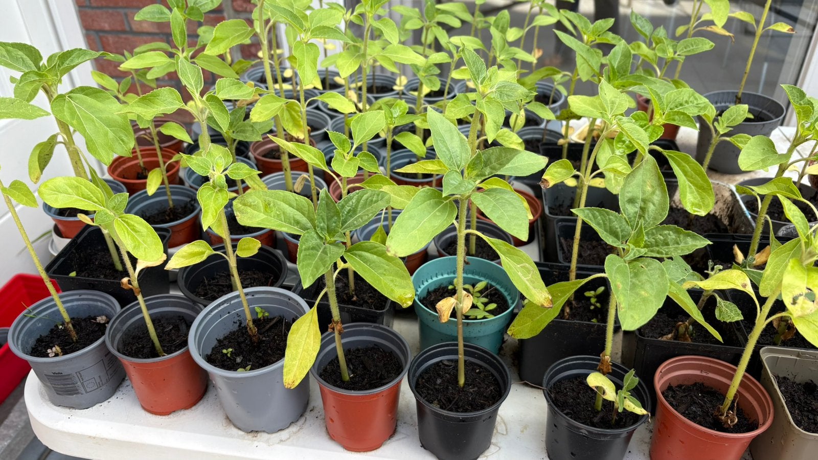 Zonnebloem plantjes, Tuin en Terras, Ophalen
