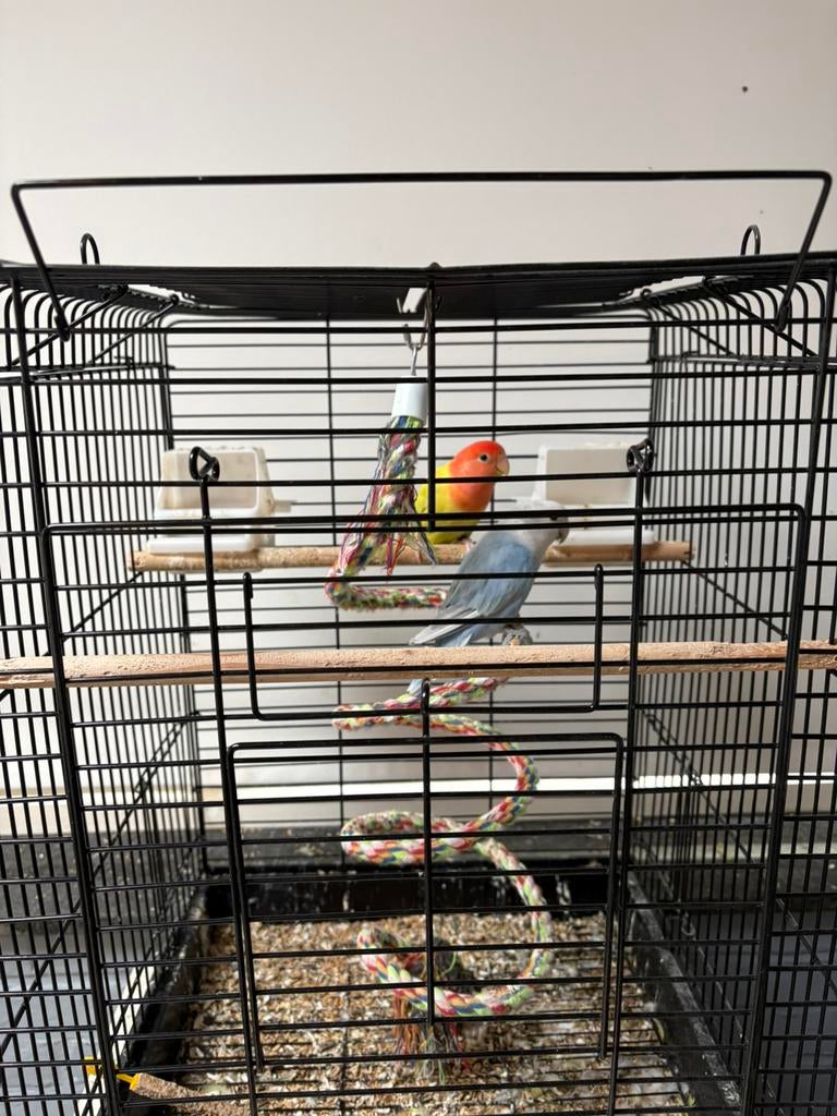 2 dwergpapegaaien met kooi te koop, Geslacht onbekend, Dwergpapegaai of Agapornis, Tam