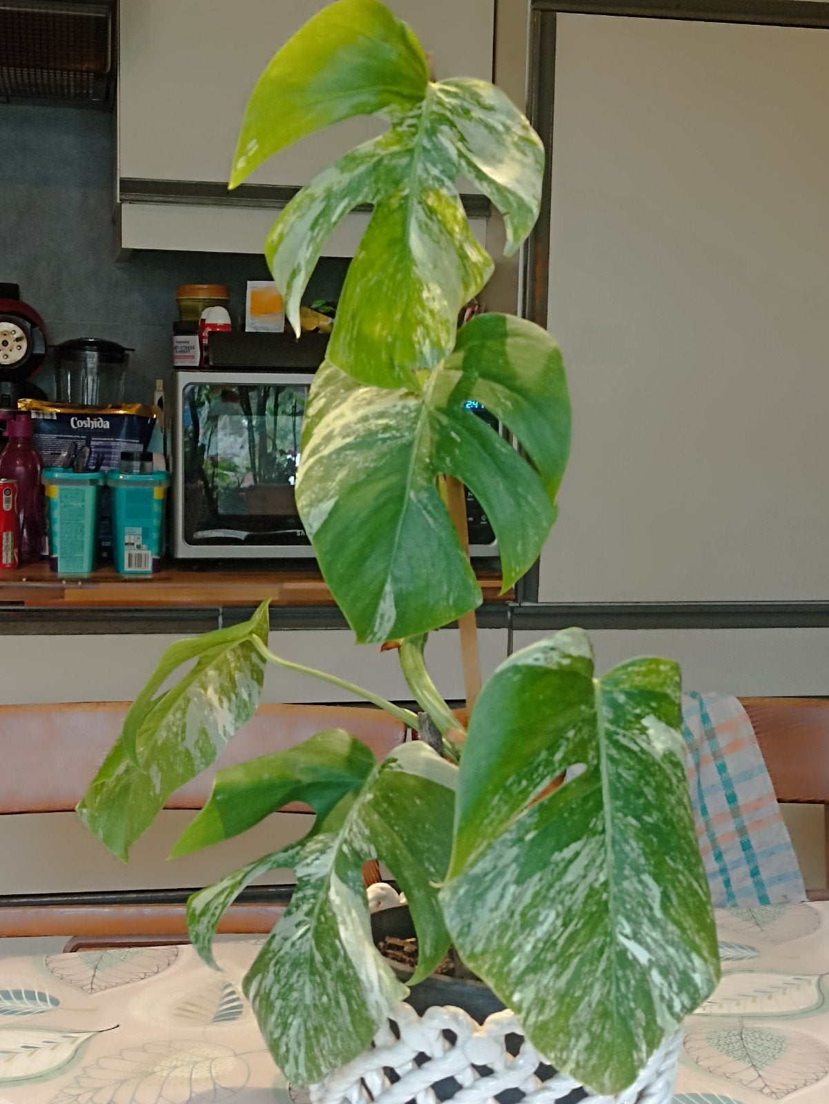 Monstera variegata small form, Enlèvement, Ombre partielle