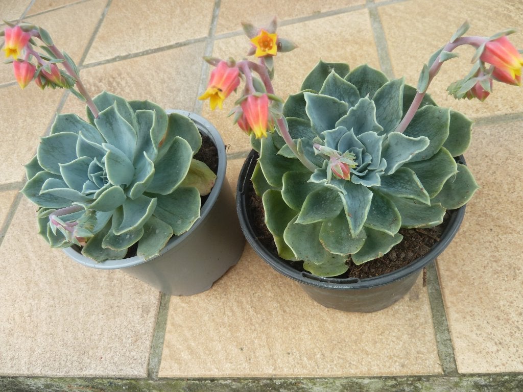 2 bloeiende vetplanten, Tuin en Terras, Volle zon, Vaste plant, Zomer, Ophalen