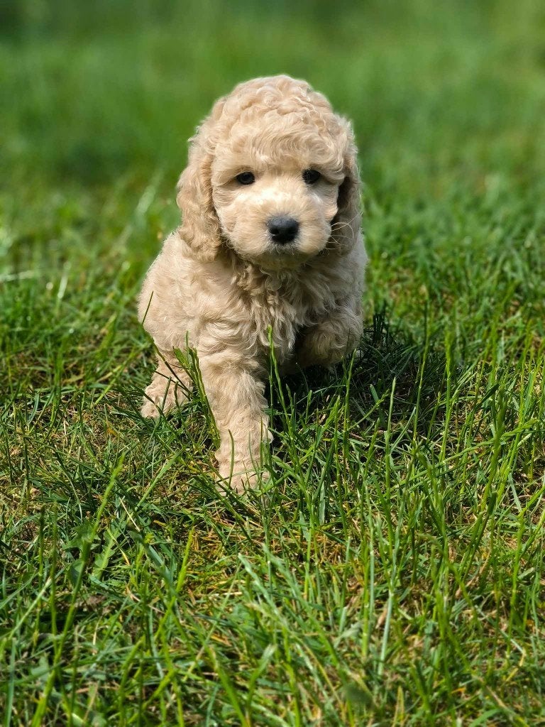 De magnifiques chiots caniches sont nés chez nous !, Animaux & Accessoires, Caniche, Plusieurs, Hépatite contagieuse (maladie de Rubarth)
