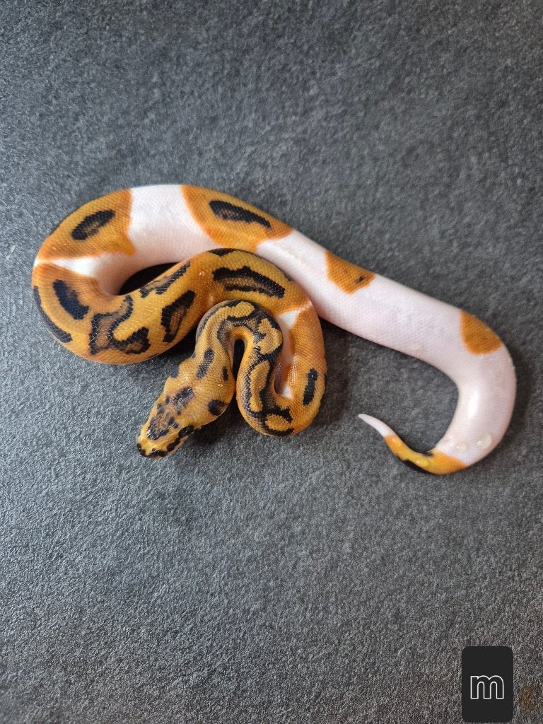 Python regius nc2026 Ball Python photo 2