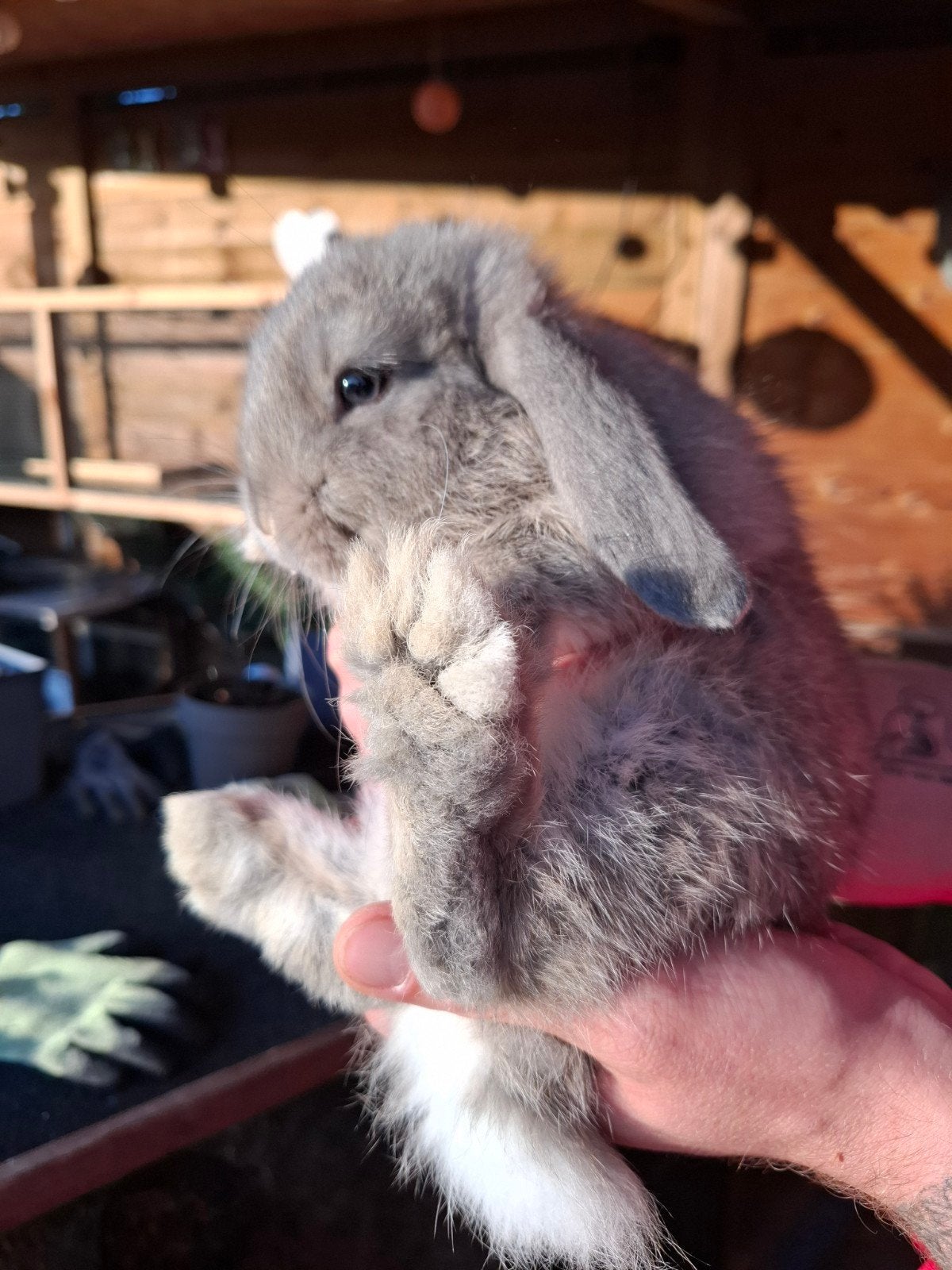 Mini lop voedster geboren 5/5/26 zoekt nieuwe thuis, Dieren en Toebehoren, Mei