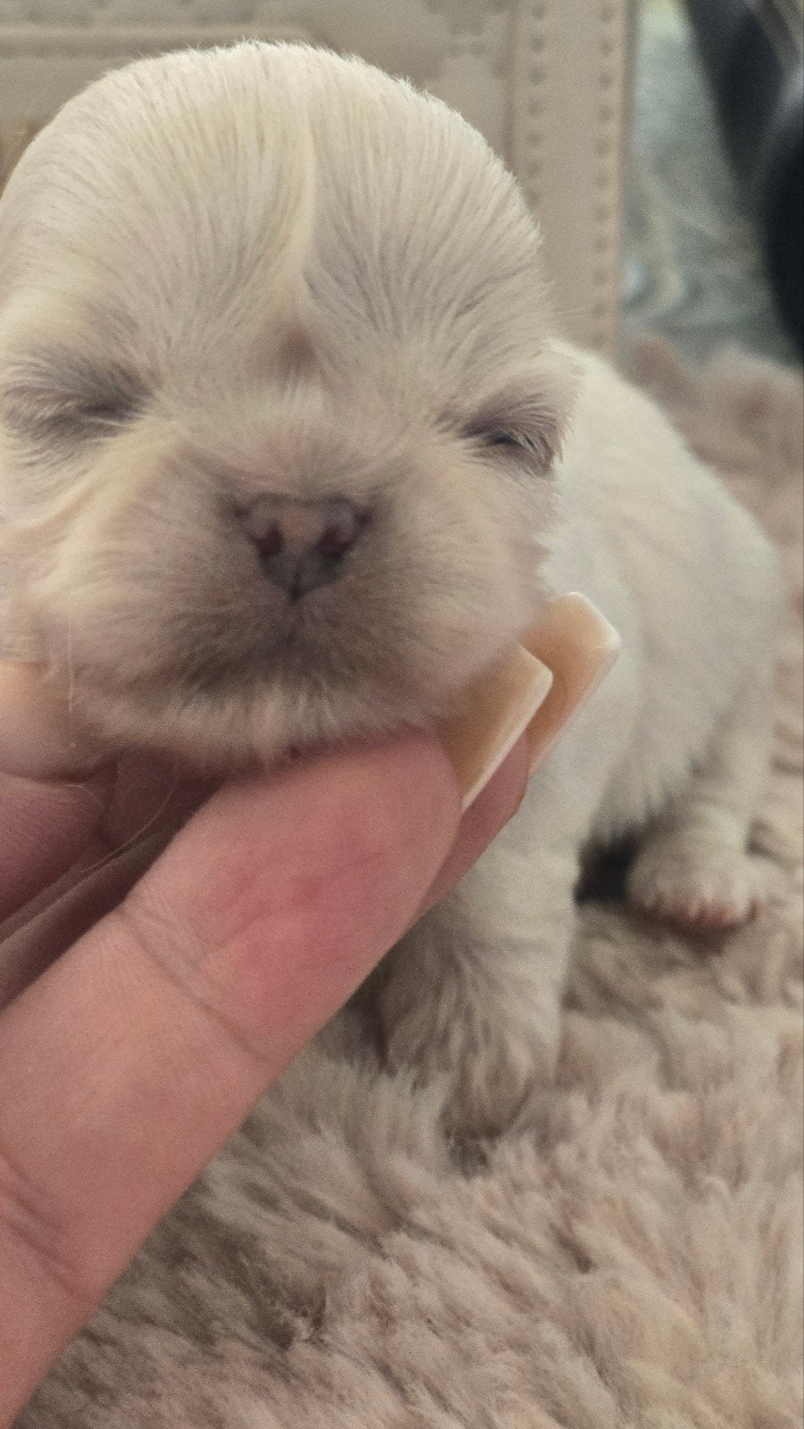 Prachtige langharig  en kortharige  chihuahua  🐶, 1 à 2 ans, Chienne, Belgique, Éleveur | Loisir