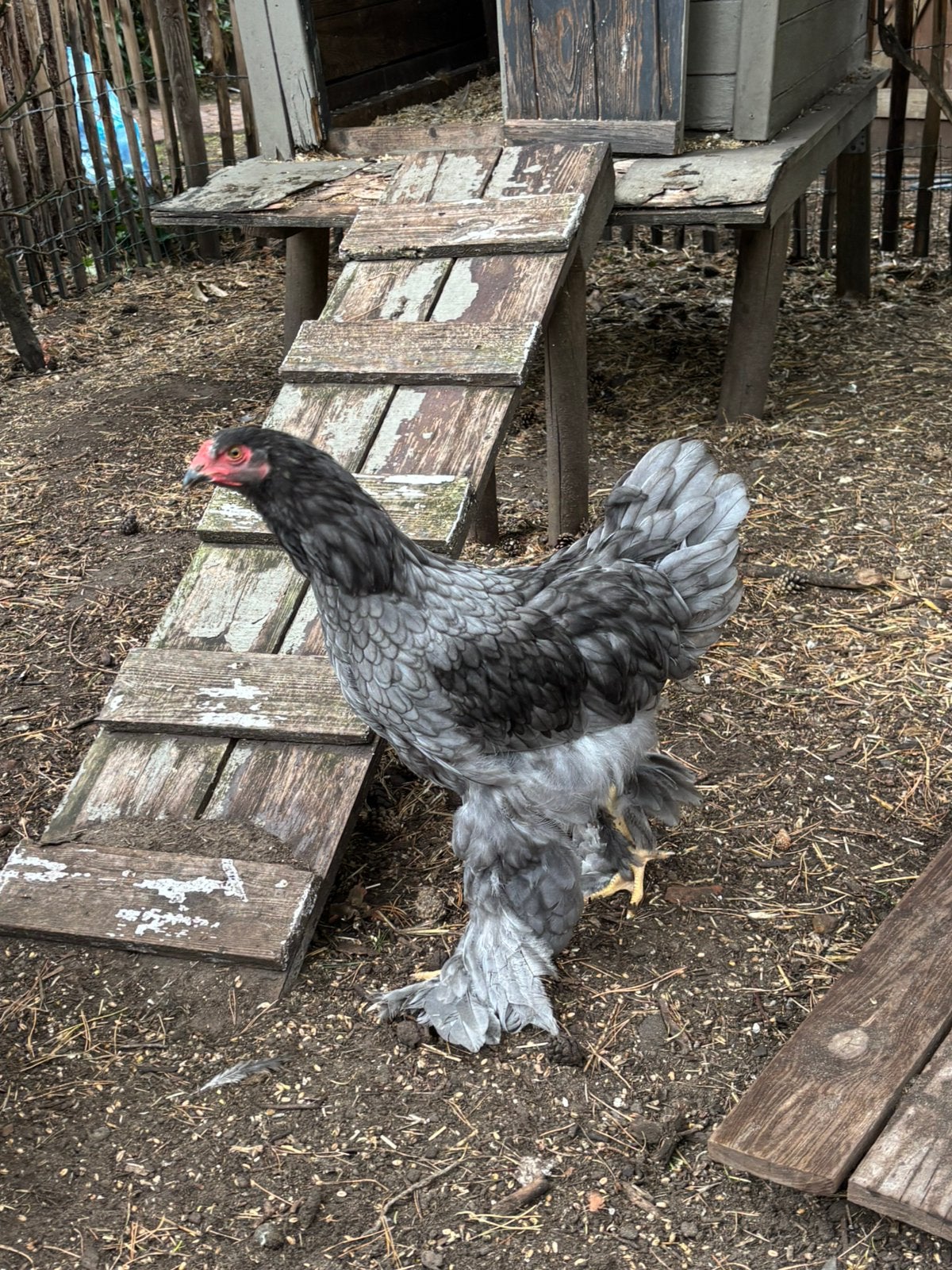 lieve tamme brahma haan 2026 ( groothoenders), Dieren en Toebehoren, Pluimvee