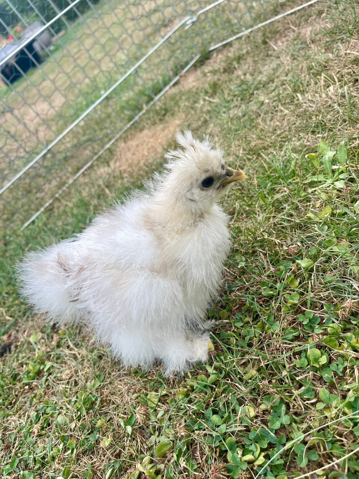 Zijdehoen hen, Dieren en Toebehoren, Pluimvee, Vrouwelijk, Kip