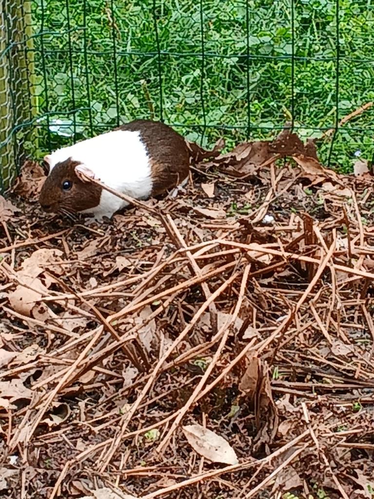 Cavia's, Januari, Vrouwelijk, Cavia