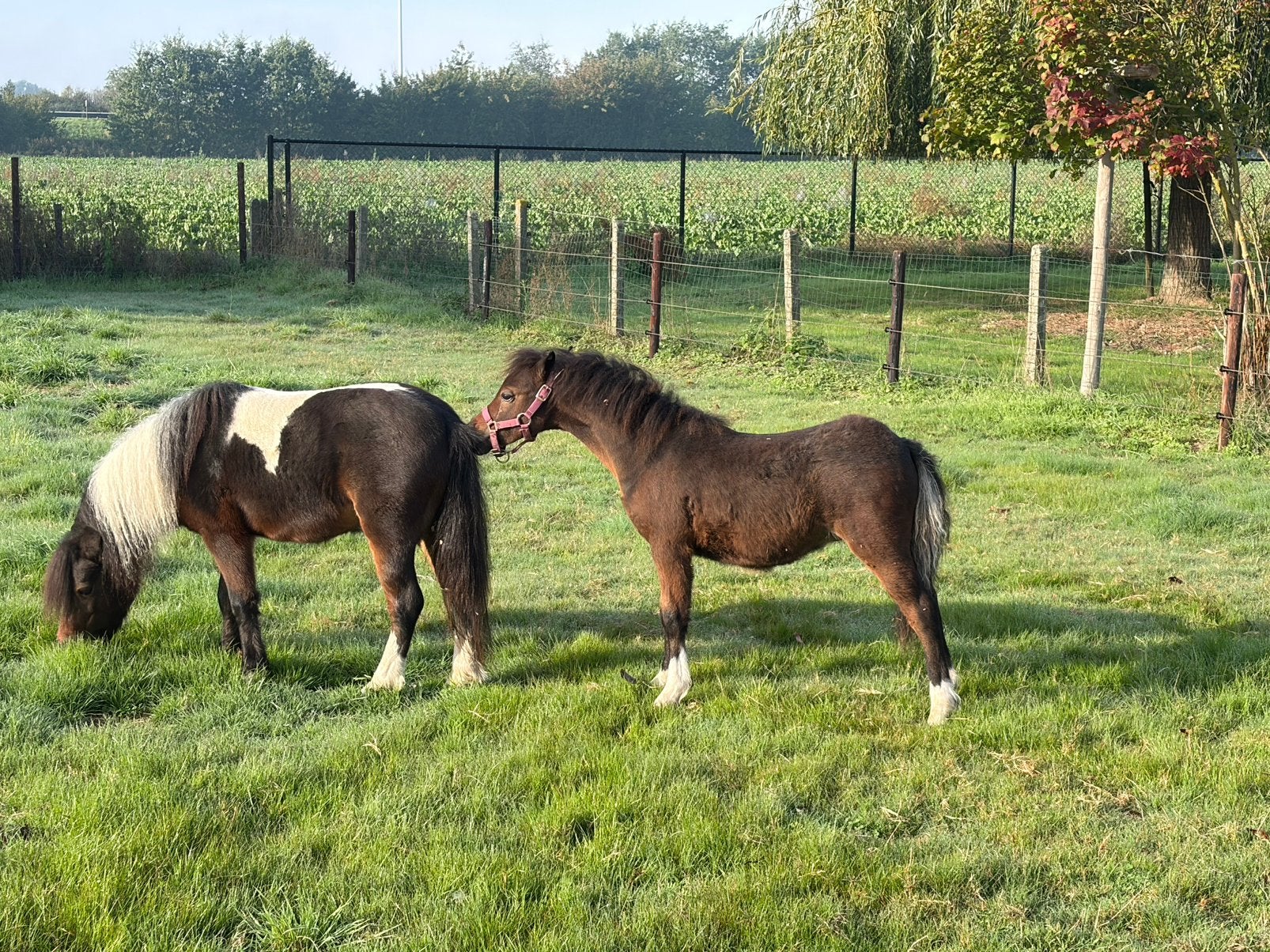 Minipaardje hengstveulen, Dieren en Toebehoren, Hengst