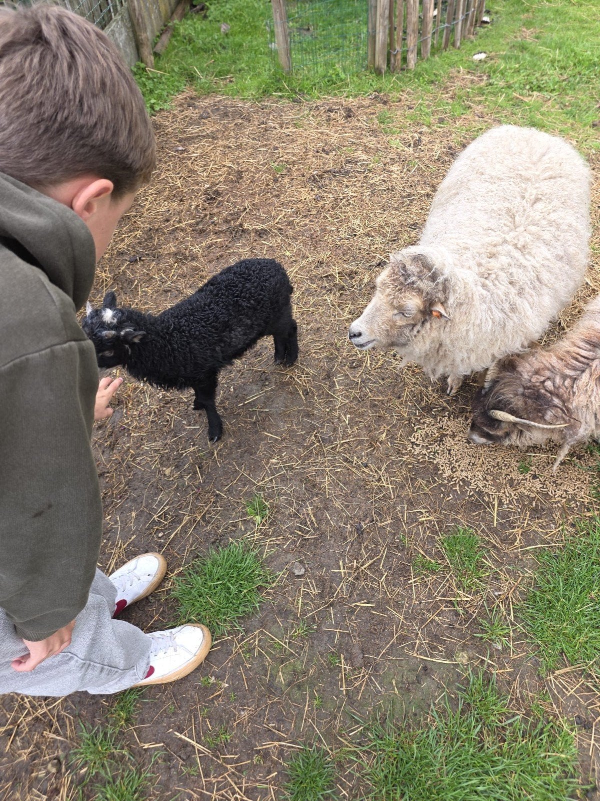 Ouessant met ramlam, Animaux & Accessoires, Volatiles
