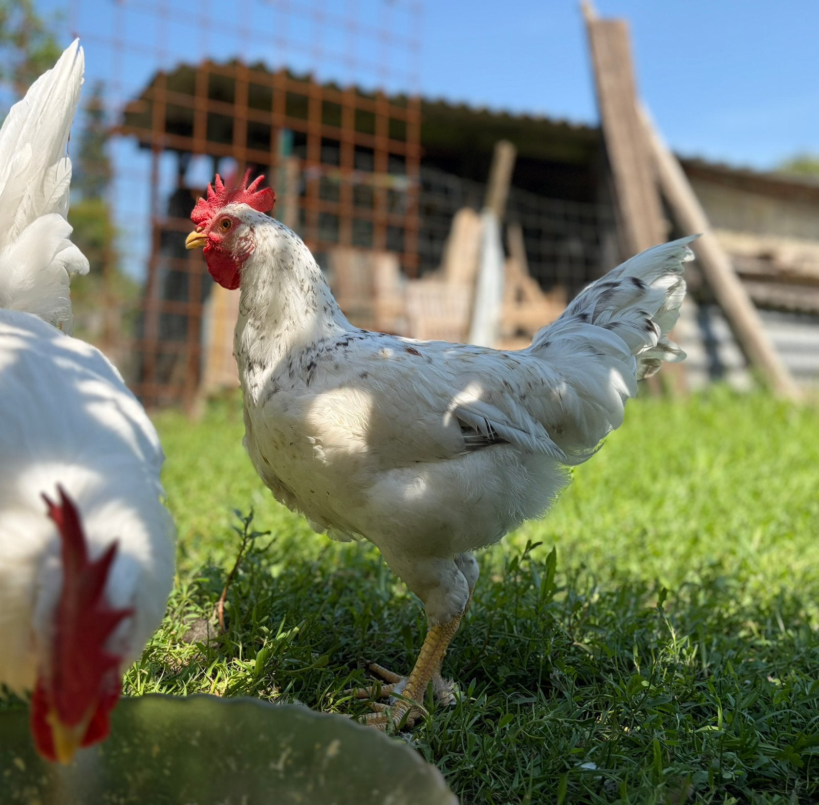 Coq de race Crème Legbar 13 semaines, Poule ou poulet