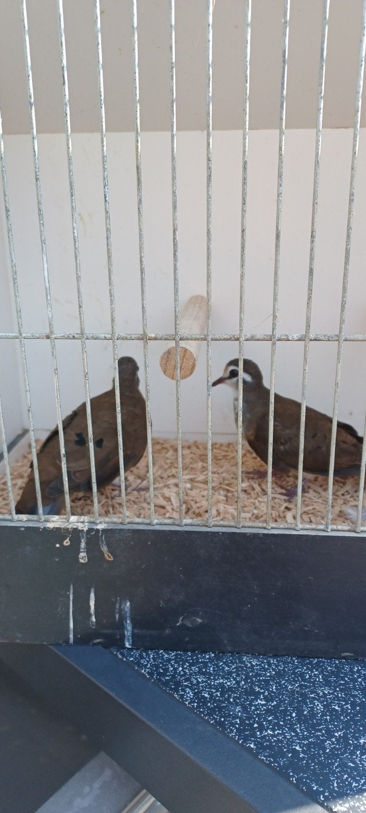 koppel tamboerijn duiven, Dieren en Toebehoren, Vogels | Overige Vogels