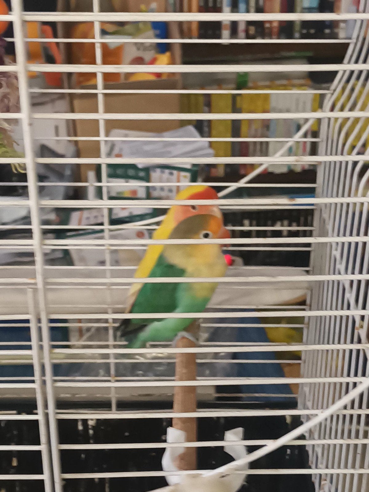 Handtam koppeltje 1tam andere halftam, Dieren en Toebehoren, Tam