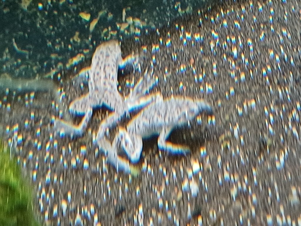 Hobbyaquarium  Dwergklauwkikkers aktie zat/zondag, Dieren en Toebehoren, Overige typen, Zoetwatervis, Schoolvis