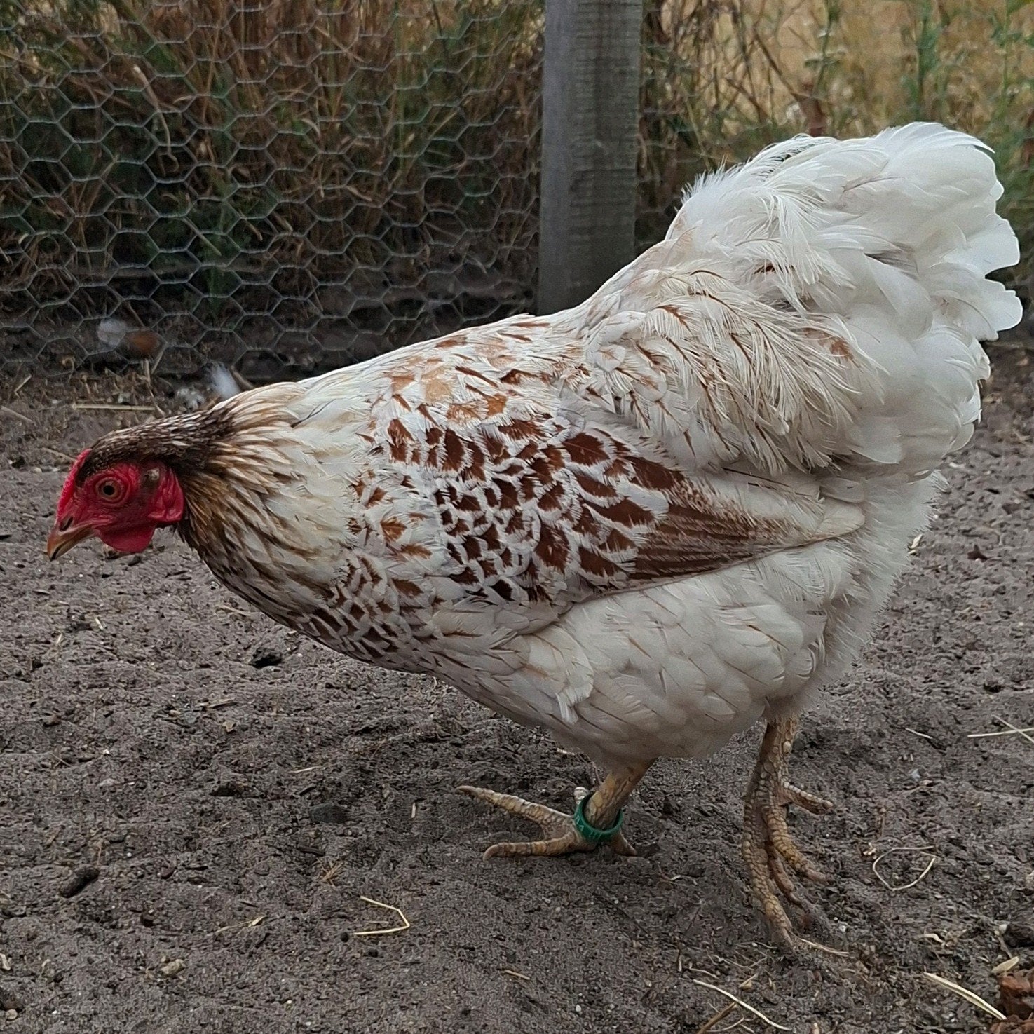 Wyandotte hen, Animaux & Accessoires, Volatiles, Femelle, Poule ou poulet