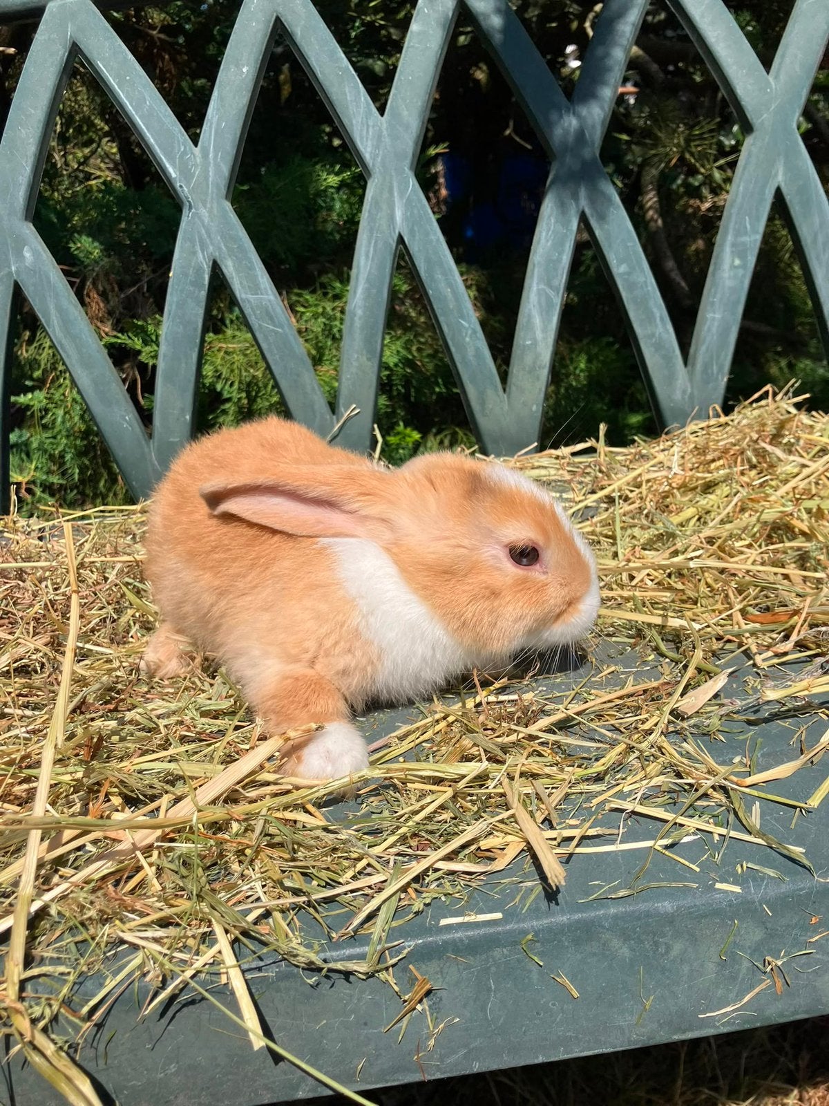 Schattige konijntjes, Dieren en Toebehoren